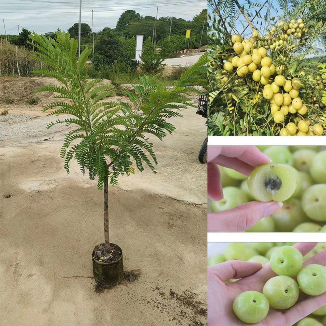正宗特大甜油甘果苗水果树苗余甘子牛甘子苗嫁接油柑果树苗