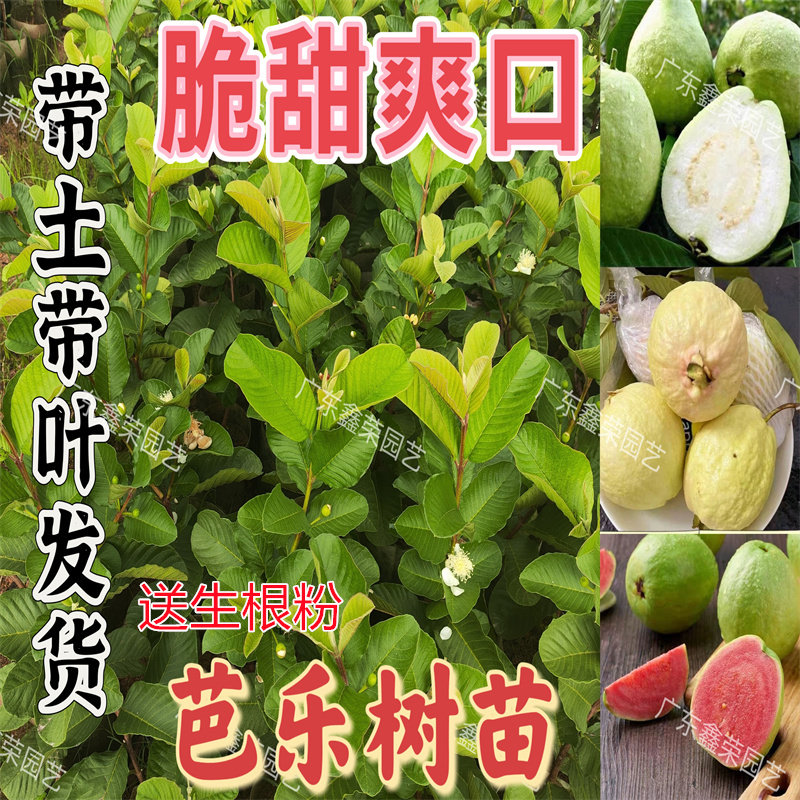 番石榴果苗嫁接四季珍珠番石榴红宝石红心帝王芭乐树苗高压胭脂红
