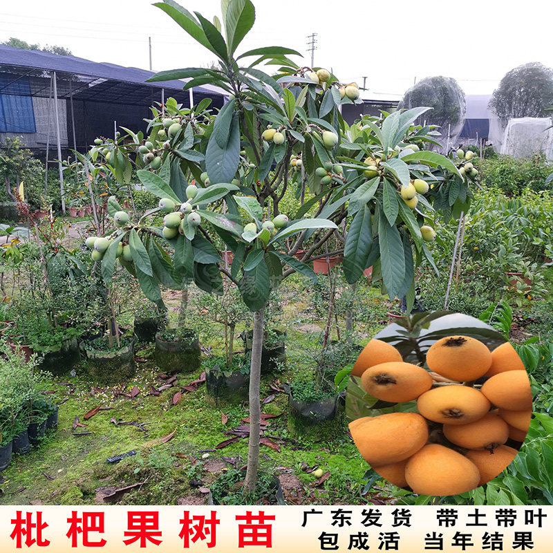 枇杷苗嫁接特大果枇杷果树苗琵琶果苗庭院盆栽地栽果树当年结果