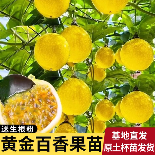 纯甜正宗钦密9号黄金百香果树苗嫁接苗爬藤超甜四季结果百香果苗