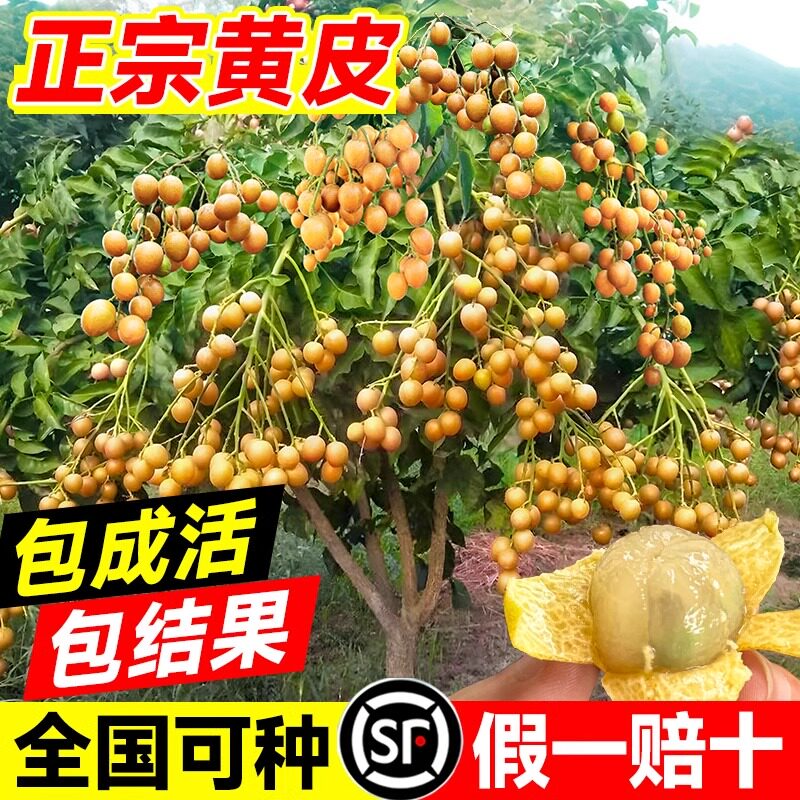 广西鸡心黄皮果树果苗纯甜正宗大苗带土带叶种植南方盆栽庭院地栽
