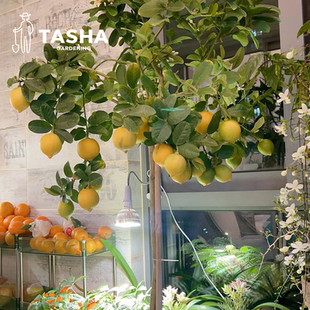 塔莎的花园香水柠檬树树苗盆栽四季室外院庭阳台客厅室内绿植果树