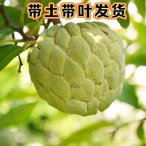 潮汕林檎果苗 番荔枝 凤梨释迦大颗果树 Ap牛奶 泰国大目榴莲释迦