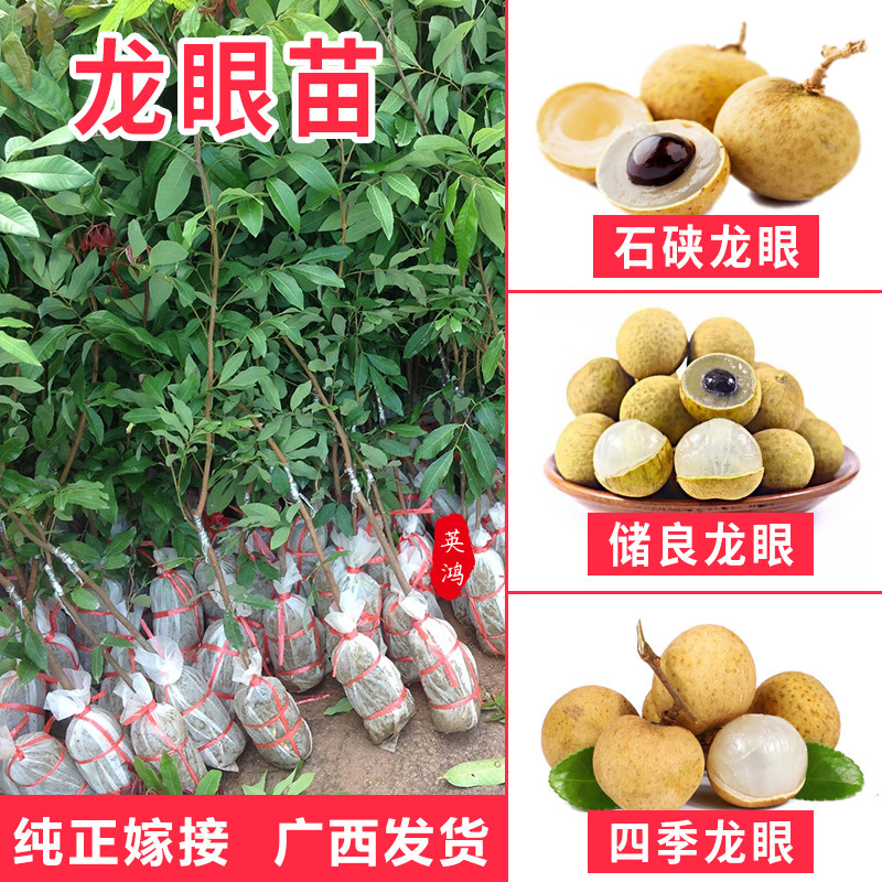 龙眼树石硖桂圆肉嫁接果树树储良四季龙眼水果木树当年结果盆栽