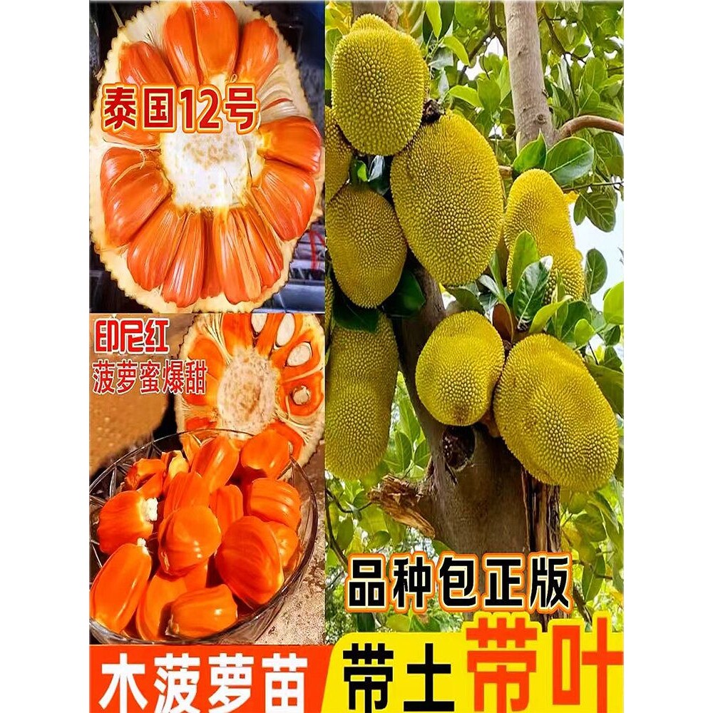 四季菠萝蜜树苗嫁接印尼红肉泰国干苞海南四季榴莲蜜木菠萝果树苗