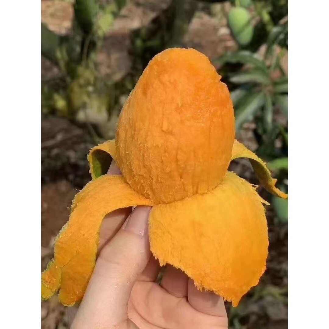 芒果树嫁接苗广东鸡蛋芒金煌四季芒果广西桂七台农包成活当年结果