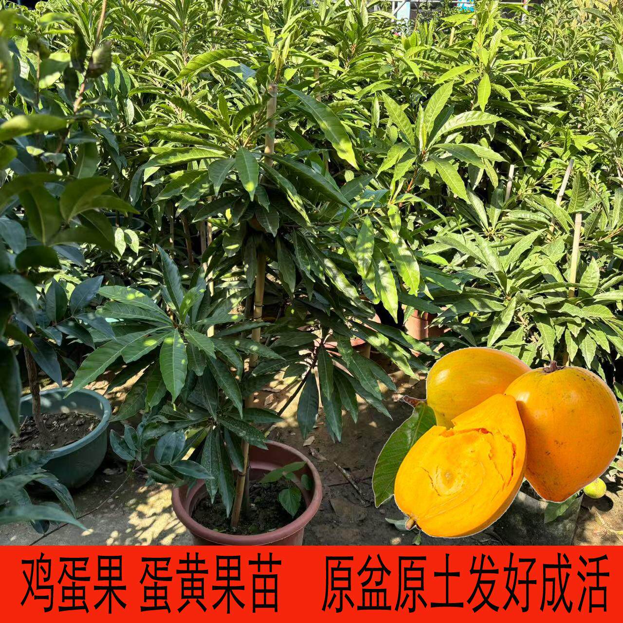 蛋黄果苗树嫁接正宗耀堂仙桃苗鸡蛋果果树苗带果四季种植当年结果