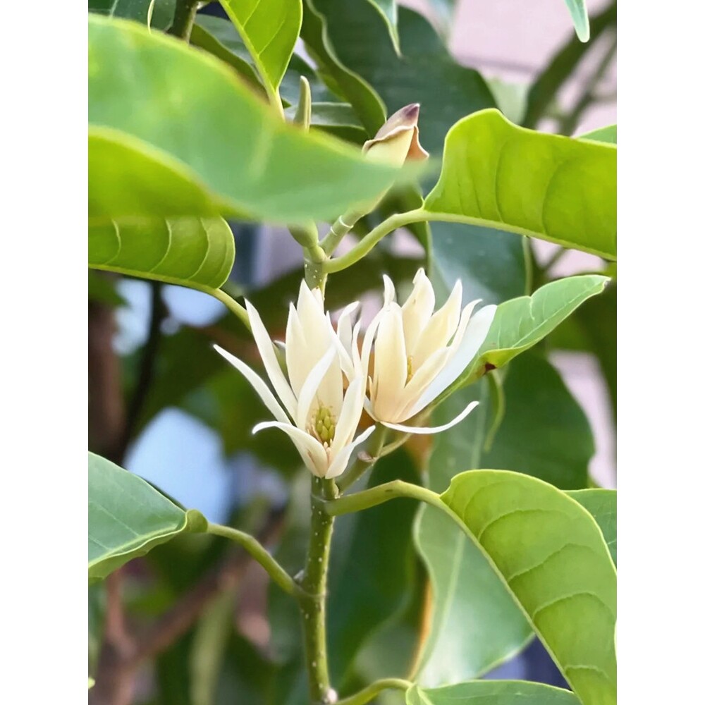 白兰花盆栽玉兰树苗花卉植物室外阳台绿植易活带花苞大盆黄兰花