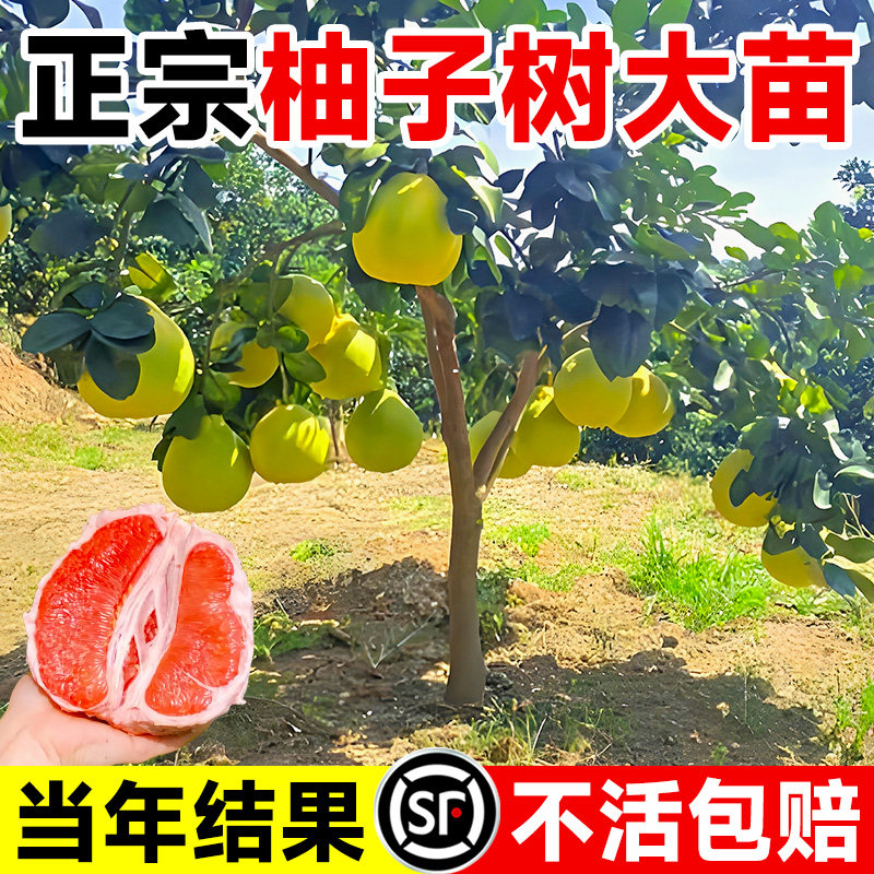 嫁接特大柚子树苗红心蜜柚南北方种植当年结果四季盆栽地栽果树苗