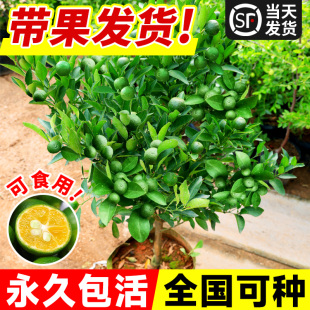 小青柠树苗海南小青桔金桔树香水柠檬树盆栽带果庭院阳台果树果苗