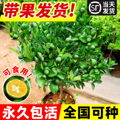 小青柠树苗海南小青桔金桔树香水柠檬树盆栽带果庭院阳台果树果苗