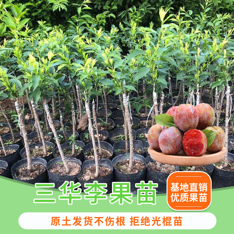 三华李子树苗嫁接李子树苗南方种植脆红早熟李子果苗果树当年结果