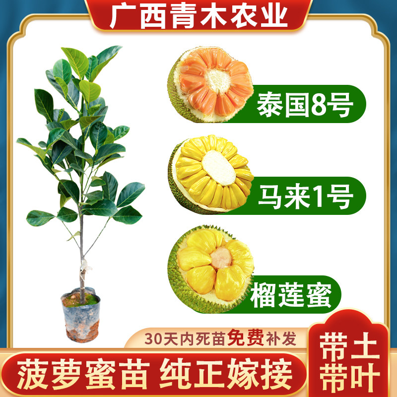 菠萝蜜苗嫁接苗泰国红肉干苞海南四季榴莲蜜木菠萝蜜果树苗庭院