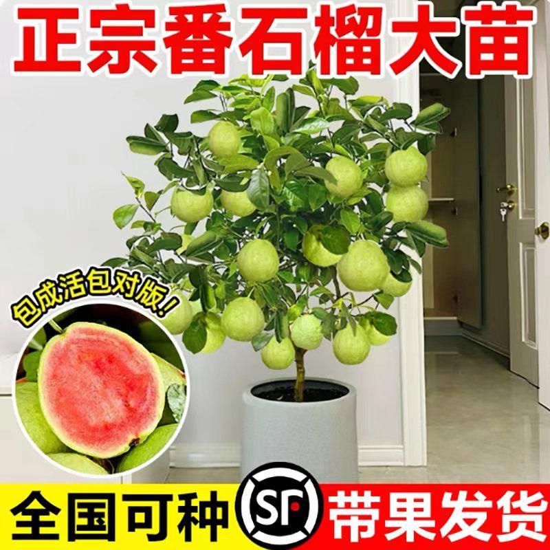 番石榴树苗带果阳台庭院种植盆栽地栽红心芭乐四季石榴水果树苗花