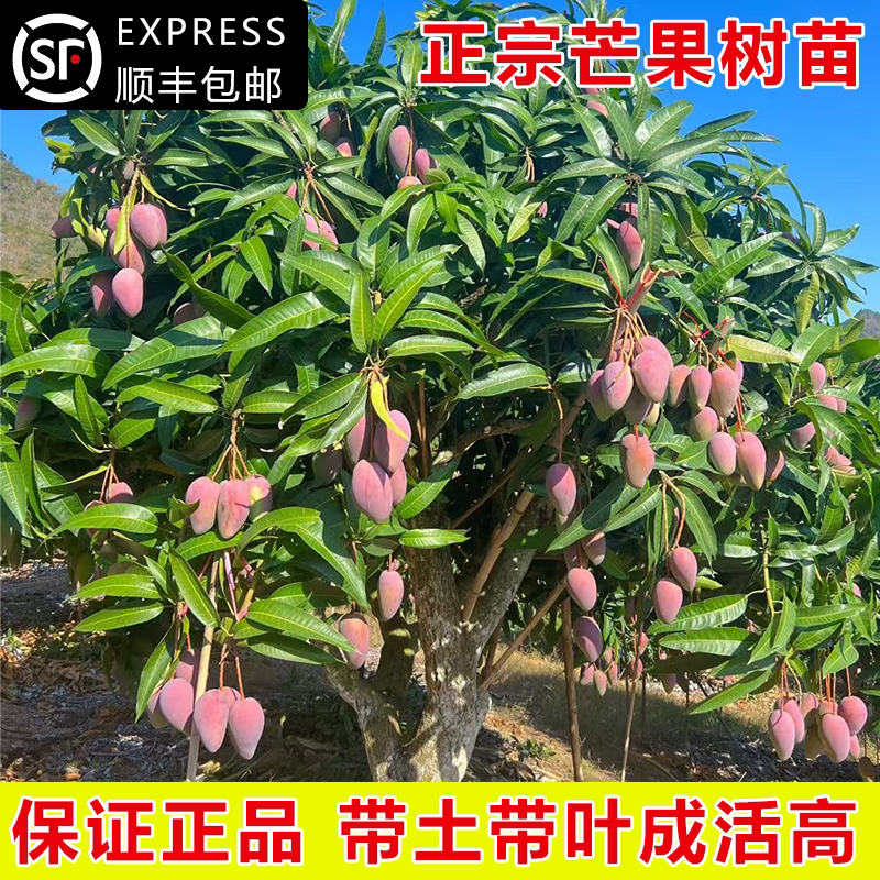 芒果树苗正宗嫁接桂七贵妃芒四季芒金煌芒果苗树矮化盆栽南方带土