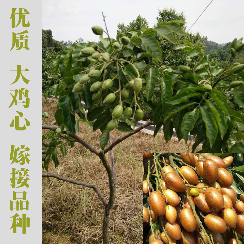 广东郁南大鸡心 无核 冰糖黄皮良种嫁接苗 南北方庭院水果树苗