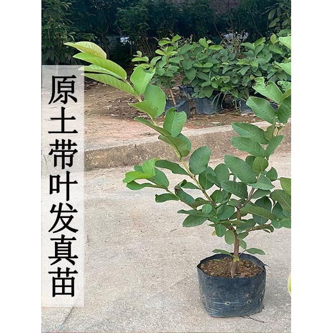 四季当年结果番石榴树苗矮化红宝石珍珠番石榴胭脂红西瓜芭乐树苗