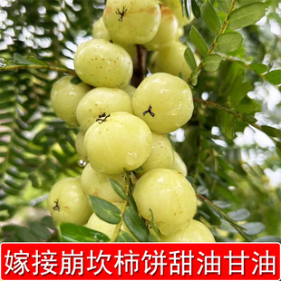 嫁接潮汕甜油甘果苗余甘果苗油柑树苗崩坎柿饼甜果树苗盆栽庭院