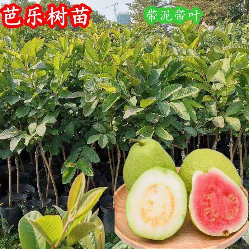 番石榴树苗芭乐嫁接四季台湾珍珠白心红心红宝石芭乐苗树南方种植