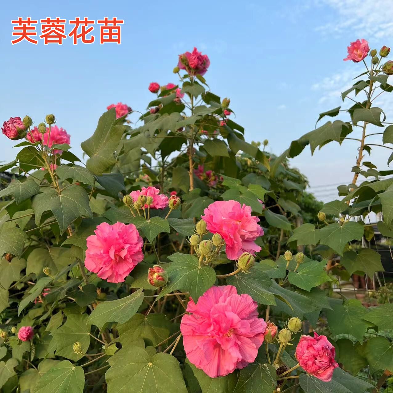 当年开花盆栽重瓣醉芙蓉花苗木芙蓉三醉芙蓉变色耐寒室外阳台绿化