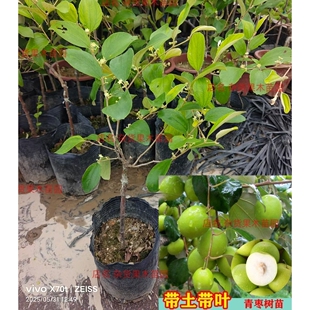 台湾大青枣嫁接树苗苹果枣牛奶枣脆甜大果南北方种植带土带叶发货