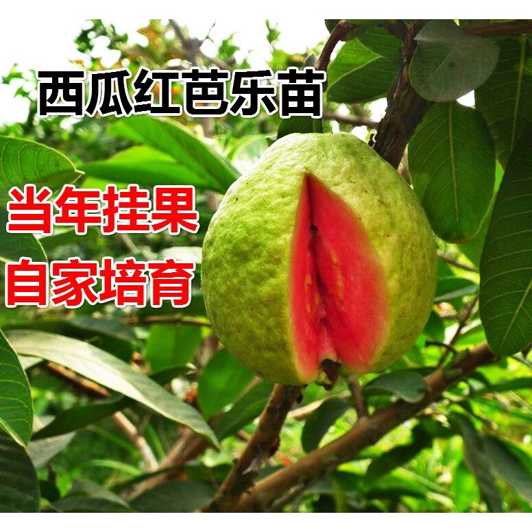 台湾红心番石榴嫁接苗 红宝石番石榴果树西瓜红芭乐树苗当年挂果