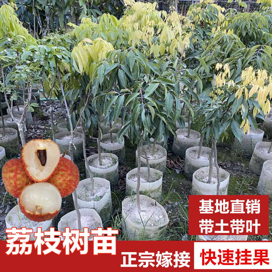 广东正宗荔枝树苗嫁接妃子笑糯米滋桂味无核果树当年结果南北种植