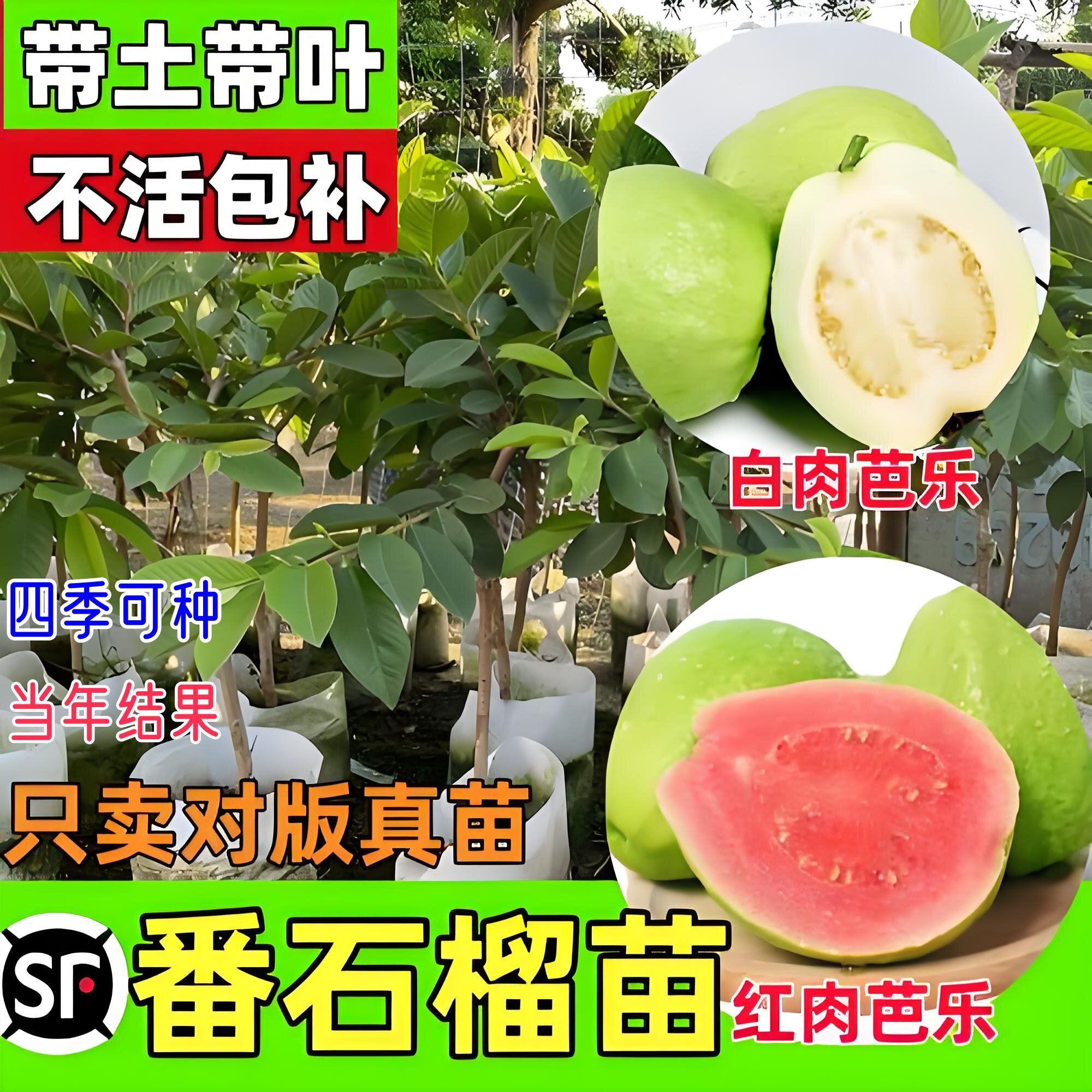 番石榴树果苗红心芭乐树苗庭院西瓜芭乐正宗白心芭乐树苗当年结果