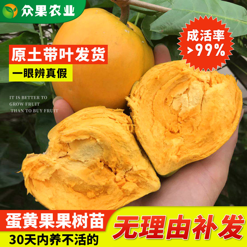 蛋黄果树苗蛋黄果苗仙桃庭院盆栽鸡蛋果树苗基地直销南方地栽种植