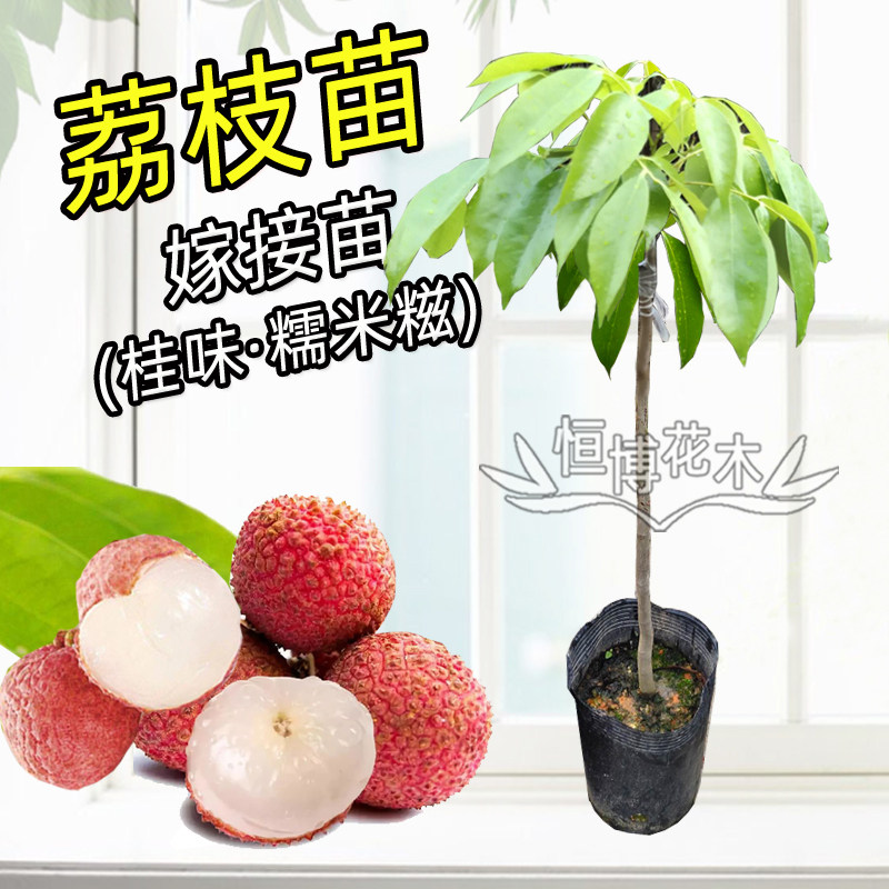 荔枝树苗嫁接苗妃子笑糯米糍桂味果树苗盆栽地栽当年结果四季可种