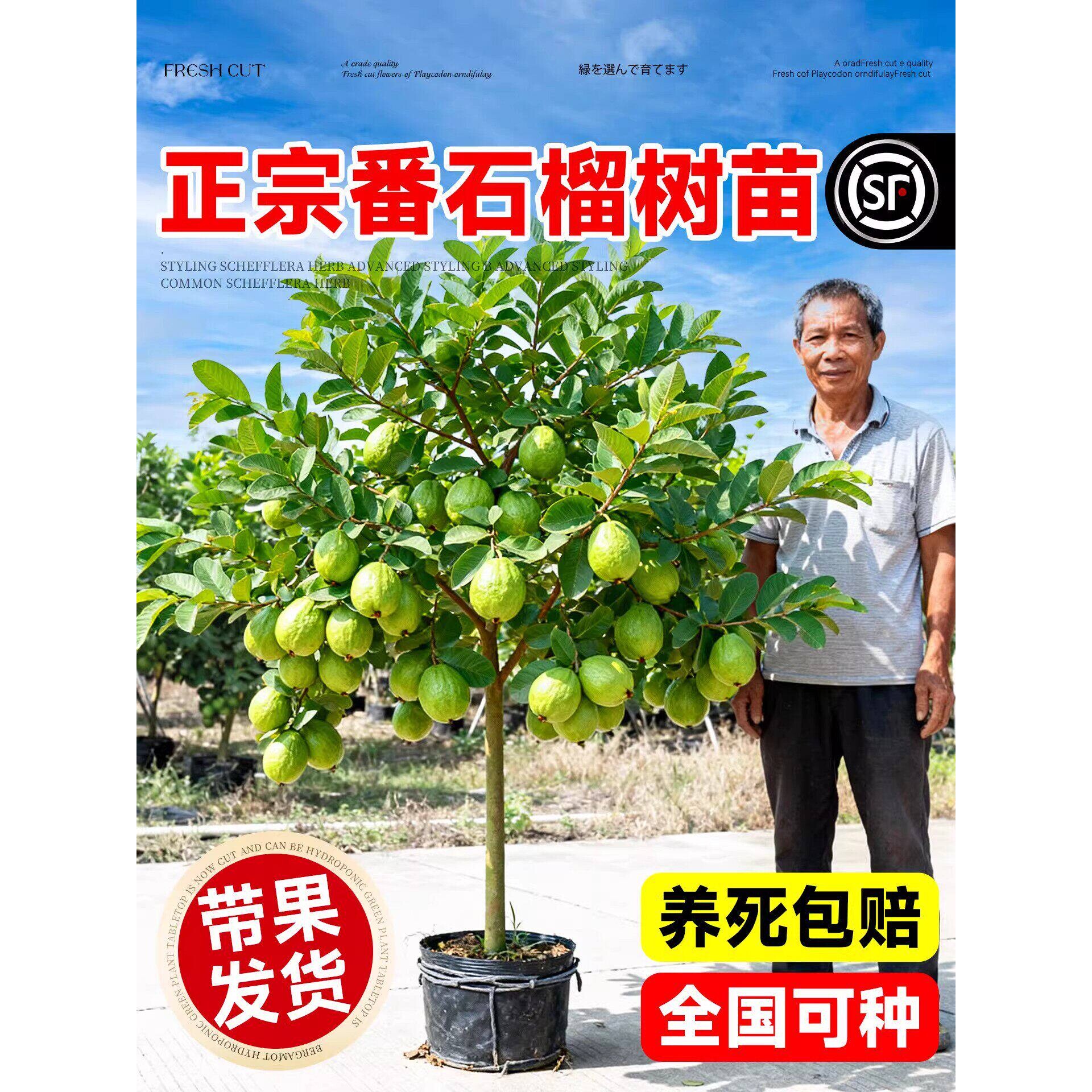 带果番石榴树果苗红心芭乐树苗南方种植盆栽地栽四季果树当年结果