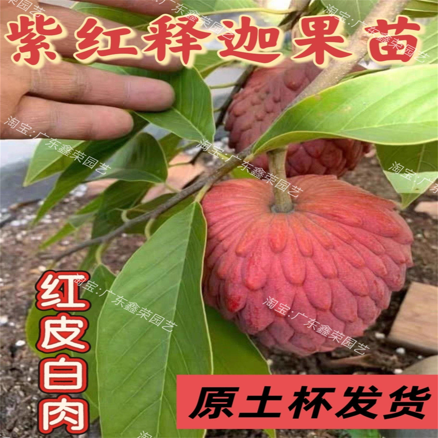 正宗新品嫁接紫红释迦果苗佛陀头果以色列粉红释迦果树苗红皮白肉