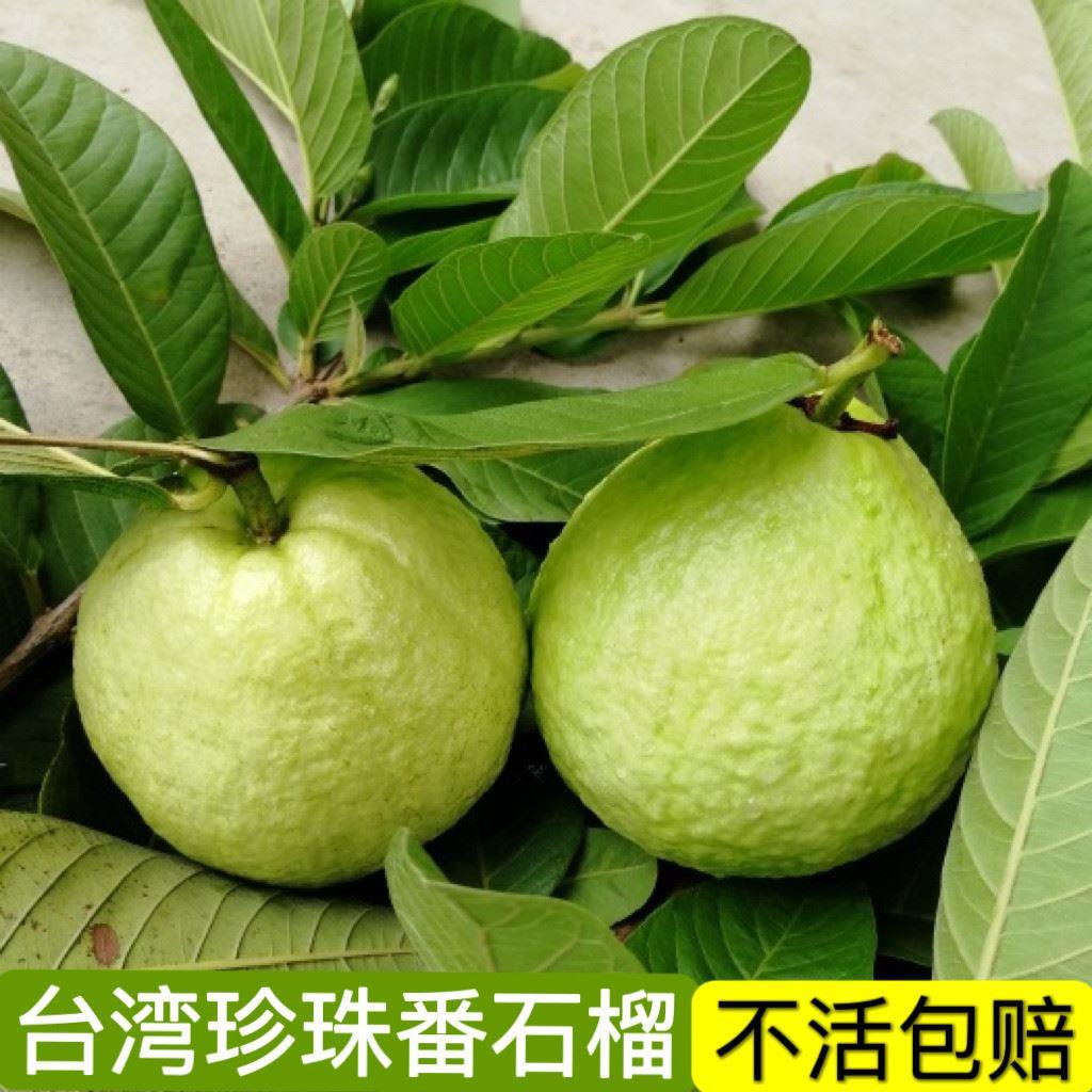 台湾珍珠芭乐番石榴苗嫁接软糯脆甜水果苗盆栽地栽易栽培当年结果