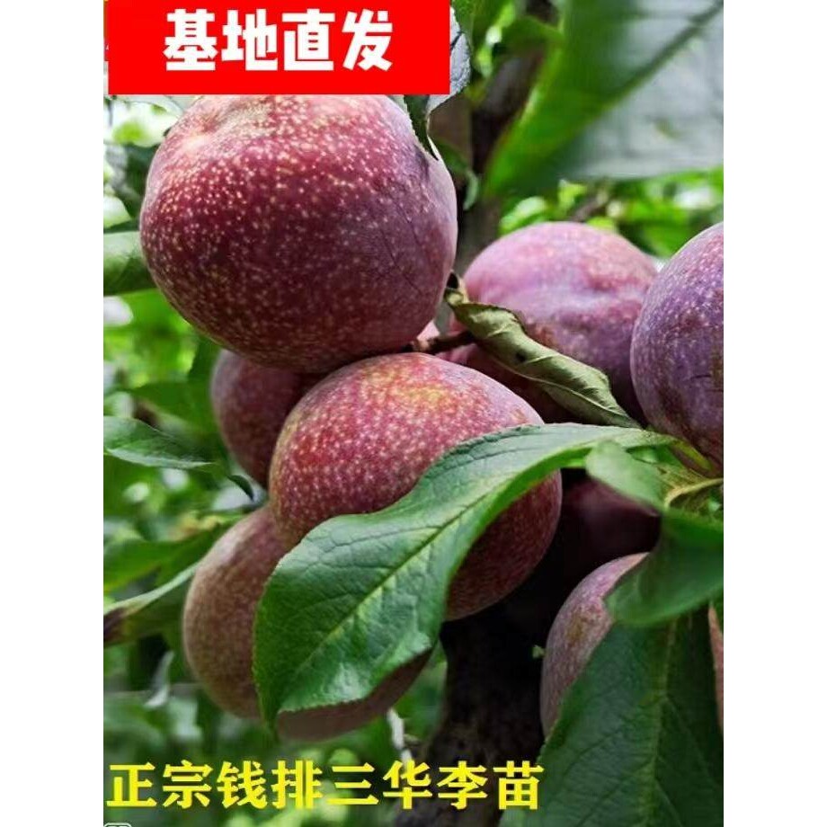 正宗钱排银妃三华李子树苗嫁接水果苗红心早熟三月李蜂糖李子树苗