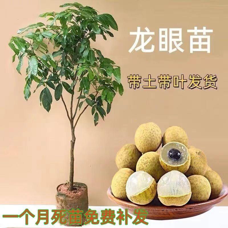 龙眼树苖嫁接盆栽水果树苗储良桂圆石硖南方四季种植地栽当年结果