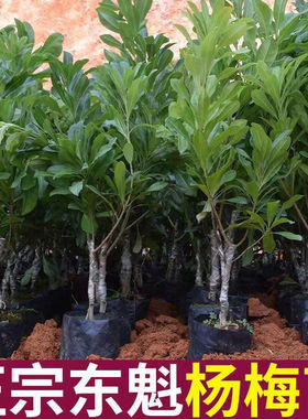 【2292人好评】东魁杨梅苗树苗嫁接果树苗东魁黑炭杨梅带土带叶南