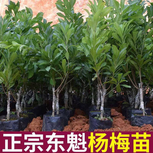 【2292人好评】东魁杨梅苗树苗嫁接果树苗东魁黑炭杨梅带土带叶南