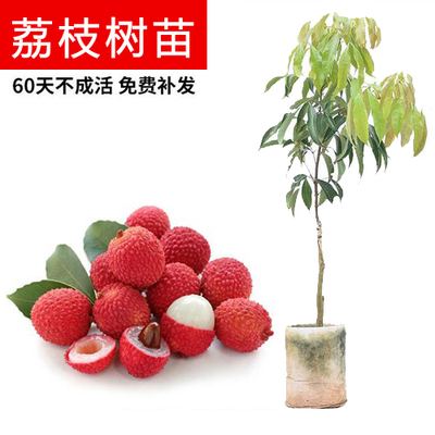 农科院荔枝树苗南方种植冰荔，妃子笑，糯米糍，无核，桂味，挂绿