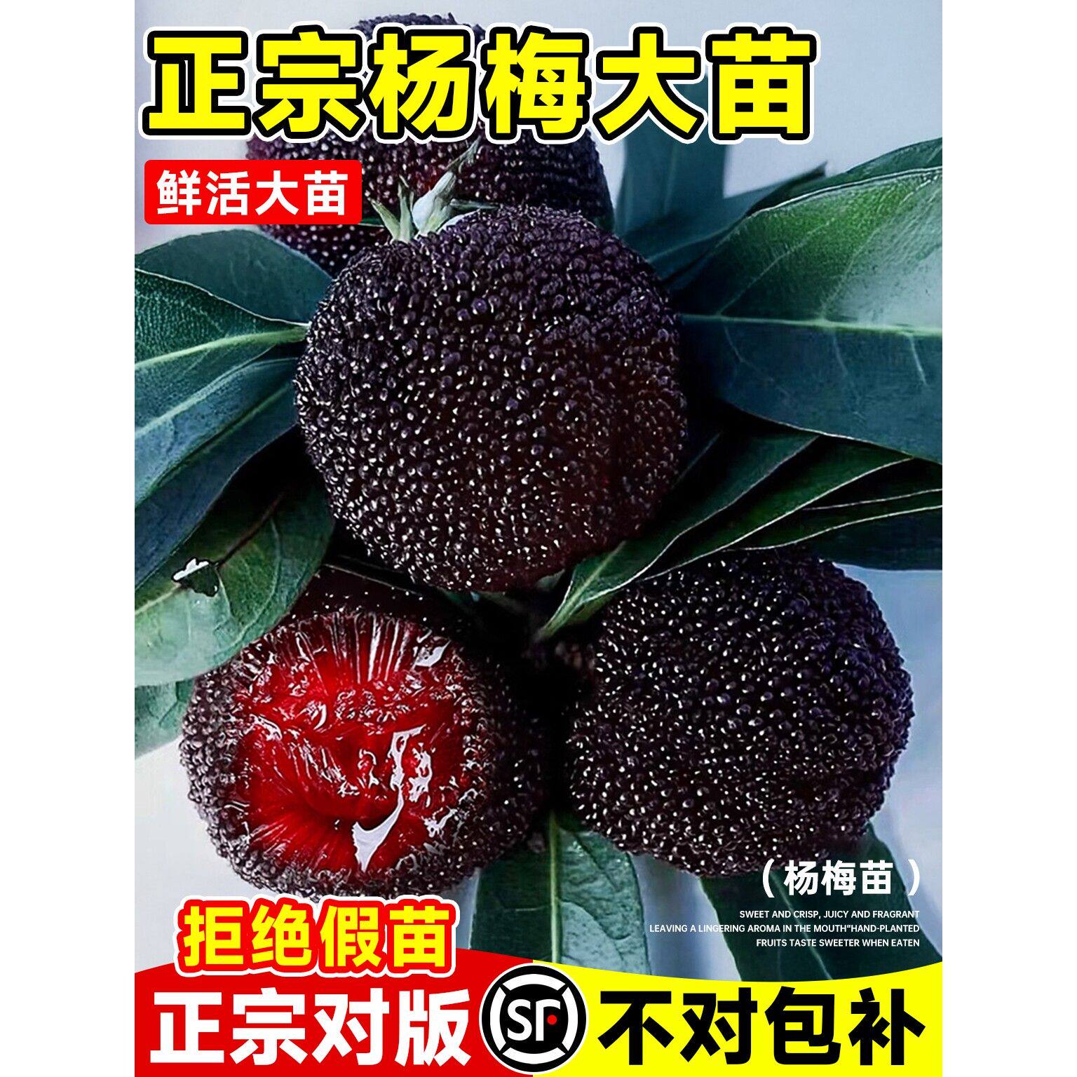 正宗嫁接杨梅树树苗早熟特大黑炭东魁杨梅南北方种植地栽当年结果