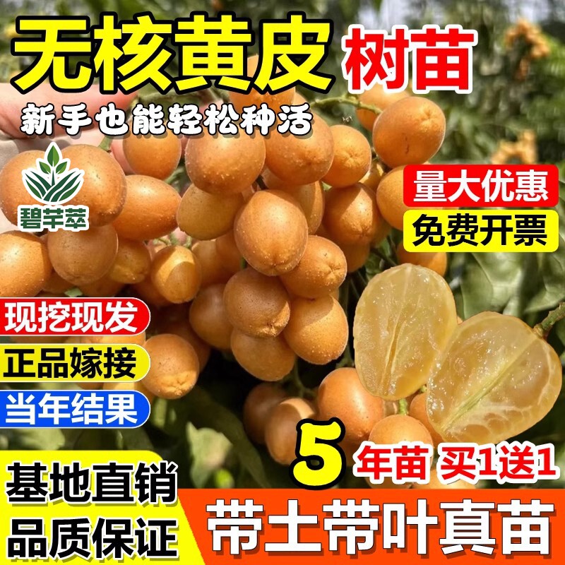 无核黄皮嫁接果树苗贵妃鸡心冰糖红肉盆栽地栽南北方种植当年结果