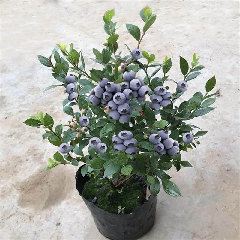 蓝莓树果苗盆栽地栽阳台果树果苗南方北方种植当年结果大果蓝莓苗