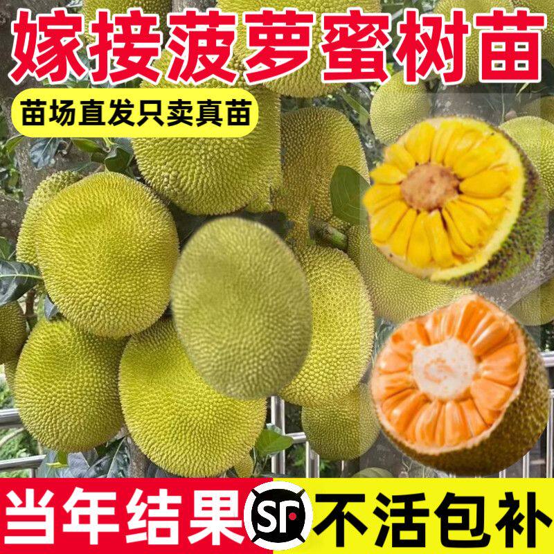 菠萝蜜树苗嫁接泰国红肉干苞木菠萝蜜四季榴莲果树苗南北方种植
