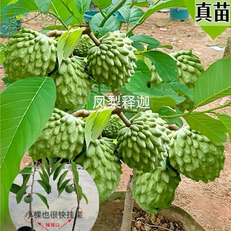 四季嫁接释迦果大果树苗台湾凤梨番荔枝果苗南方地栽盆栽当年结果
