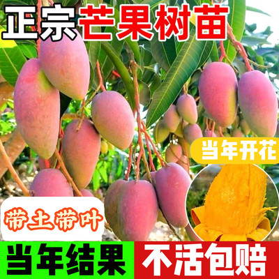 芒果苗树嫁接特凯芒澳芒四季红玉芒芒果树苖当年结果带土地栽盆栽