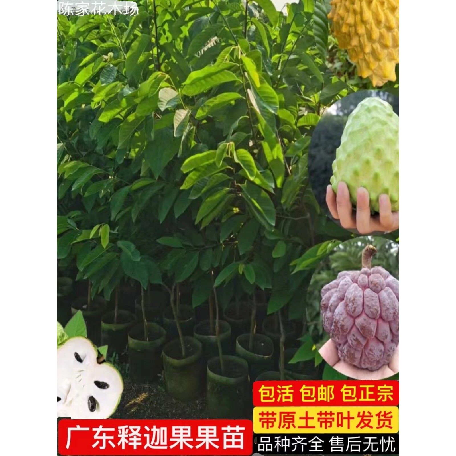 四季释迦果树苗台湾番荔枝苗嫁接当年结果南方地栽种植盆栽果树苗