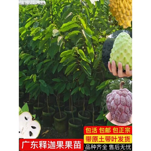 四季释迦果树苗台湾番荔枝苗嫁接当年结果南方地栽种植盆栽果树苗