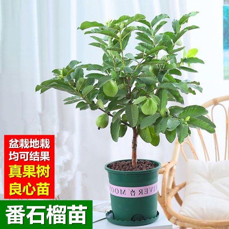 台湾红宝石番石榴苗四季结果特大珍珠果树嫁接芭乐红心南北方地栽