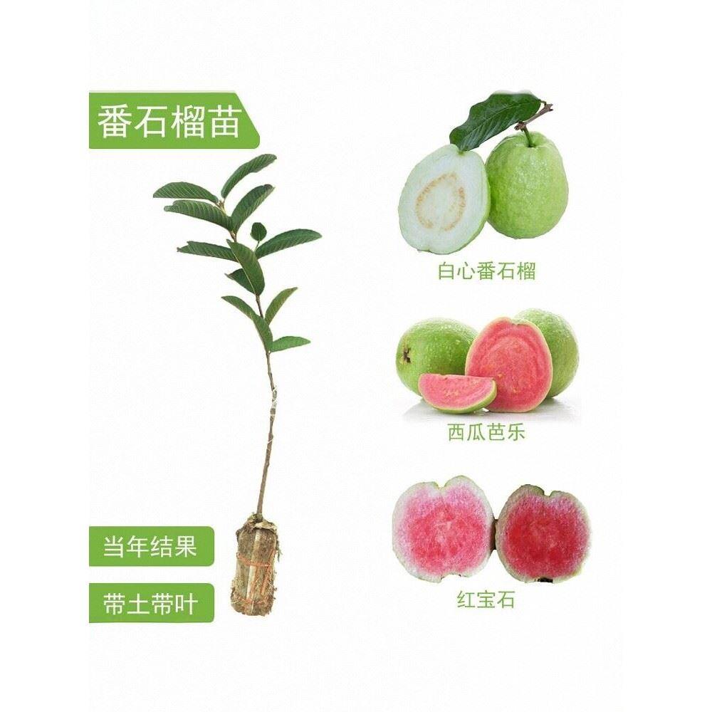 番石榴苗红宝石苗少籽帝王芭乐红心芭乐带土果树嫁接苗当年结果