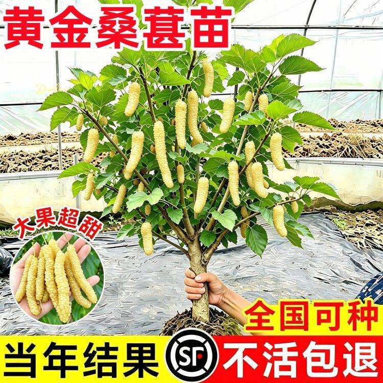 黄金桑葚树苗特大果无籽大十嫁接水果桑葚苗南北方特大号果树果苗