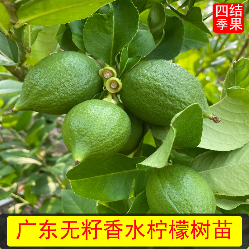 广东柠檬苗盆栽果苗香水柠檬树苗四季开花结果庭院阳台果树苗无籽